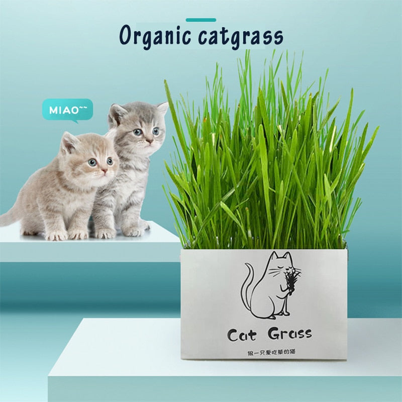 Organic Cat Grass